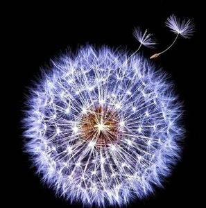 Meet your Posher, Charlene